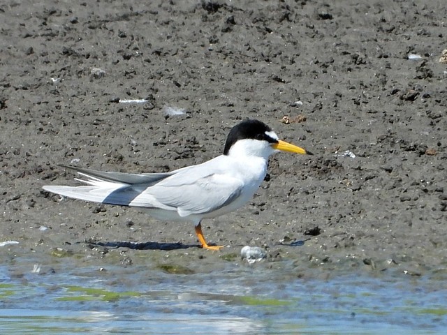 Sterne naine, sternula albifrons