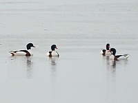 Tadornes de Belon sur le lac
