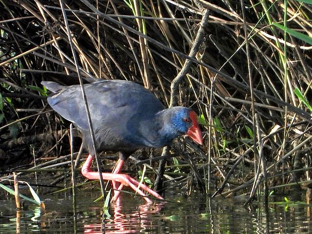 Talève sultane, porphyrio porphyrio