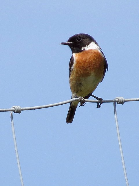 Tarier ptre, saxicola torquata