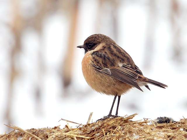Tarier ptre en hiver