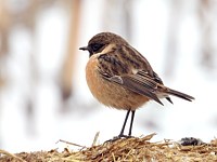 tarier pâtre en hiver