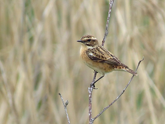 Tarier des prés, saxicola rubetra