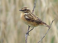 Tarier des prés, saxicola rubetra