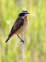 Tarier des prés, saxicola rubetra