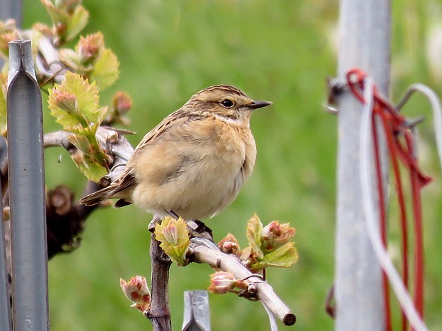 Tarier des prés, saxicola rubetra