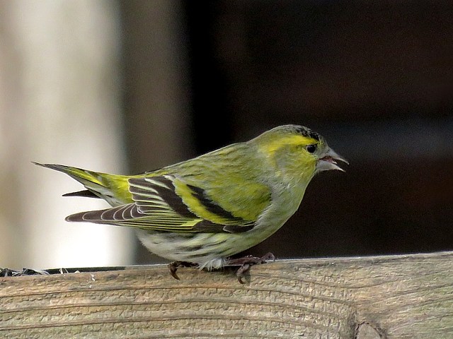 Tarin des aulnes, carduelis spinus