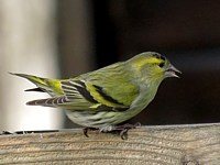 Mâle tarin des aulnes, carduelis spinus