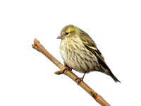 Femelle tarin des aulnes