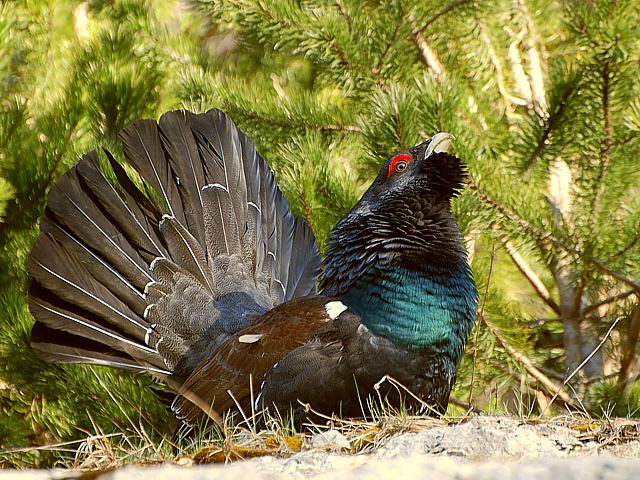 Grand Ttras, tetrao urugallus