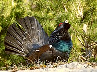 Grand Tétras, tetrao urugallus