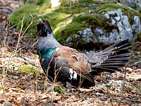 Grand Tétras en forêt