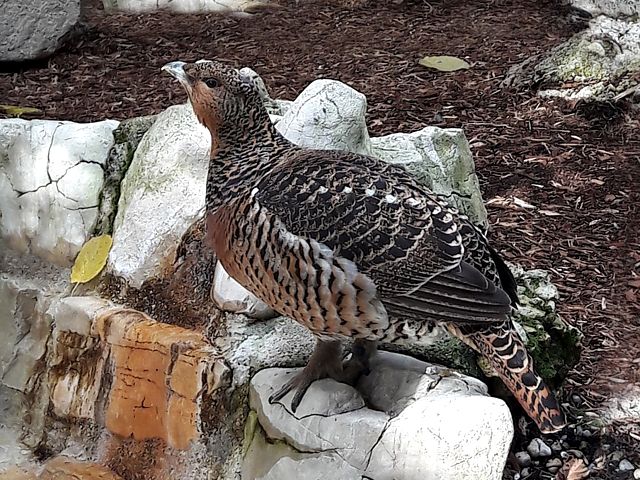 Femelle grand ttras, coq de bruyre