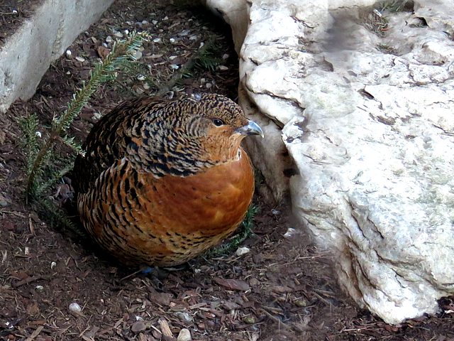 Poule grand ttras, coq de bruyre