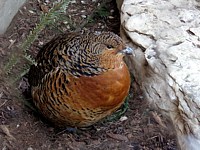 Poule Grand Tétras