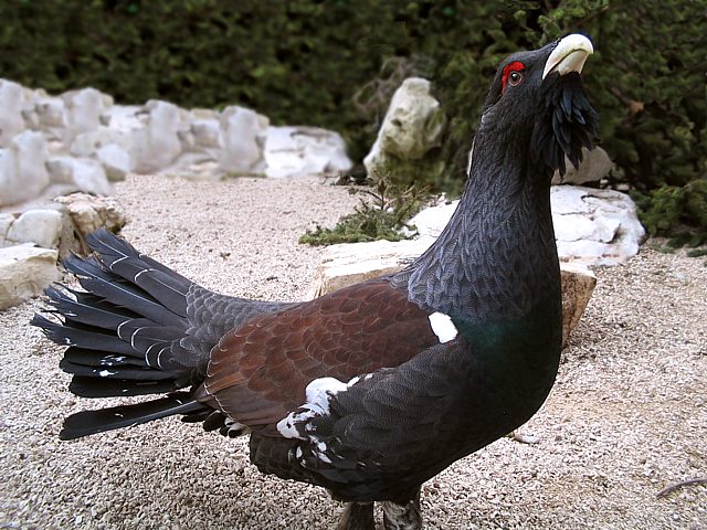 Grand Ttras, coq de bruyre