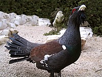 Grand Tétras, tetrao urugallus