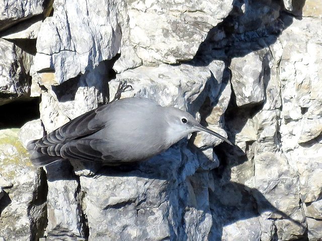 Tichodrome échelette contre une falaise