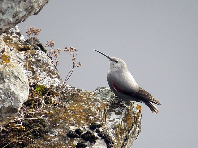 Tichodrome chelette sur une falaise