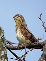 Le torcol chante