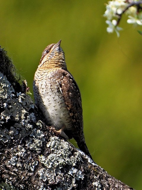Torcol fourmilier, jynx torquilla