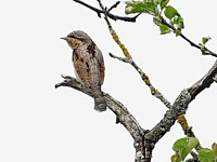 Torcol fourmilier, jynx torquilla