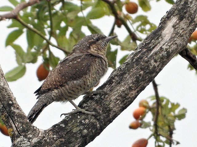 Torcol fourmilier, jynx torquilla