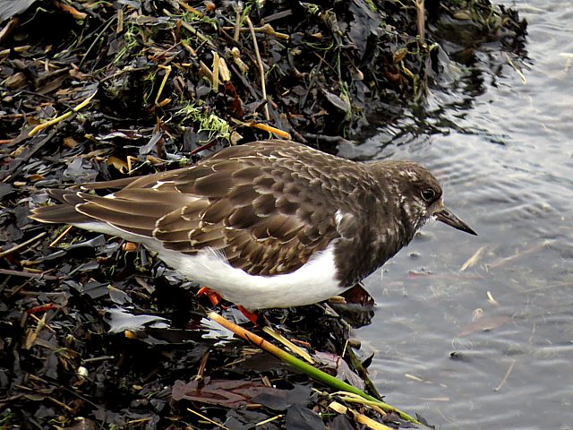 Tournepierre  collier, arenaria interpres