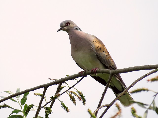 Tourterelle des bois, streptopelia turtur