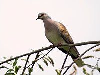 Tourterelle des bois, mâle, streptopelia turtur