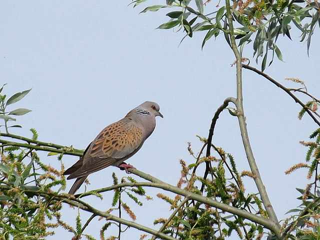 Tourterelle des bois, streptopelia turtur