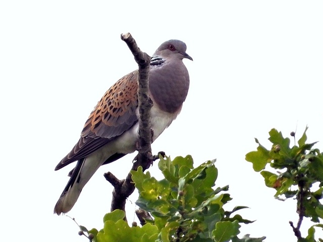Tourterelle des bois, streptopelia turtur