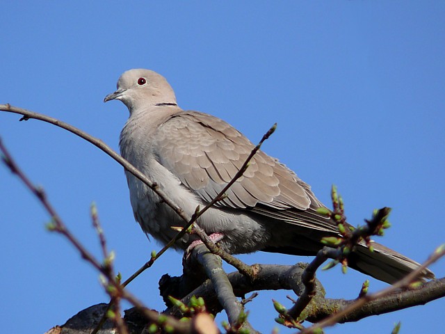Tourterelle turque, streptopelia decaocto
