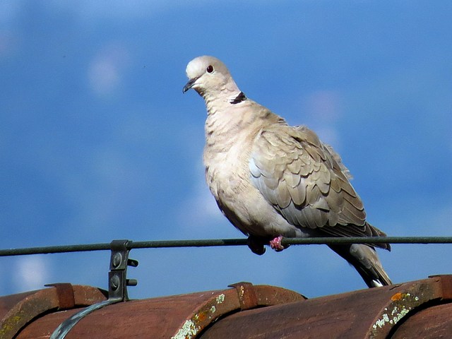 Tourterelle turque, streptopelia decaocto