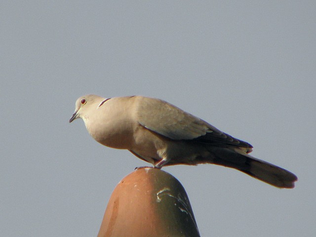 Tourterelle turque au repos