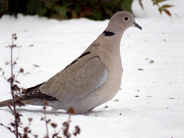 Tourterelle turque dans la neige