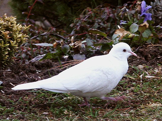 Tourterelle turque dans la neige