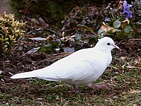 Tourterelle albinos
