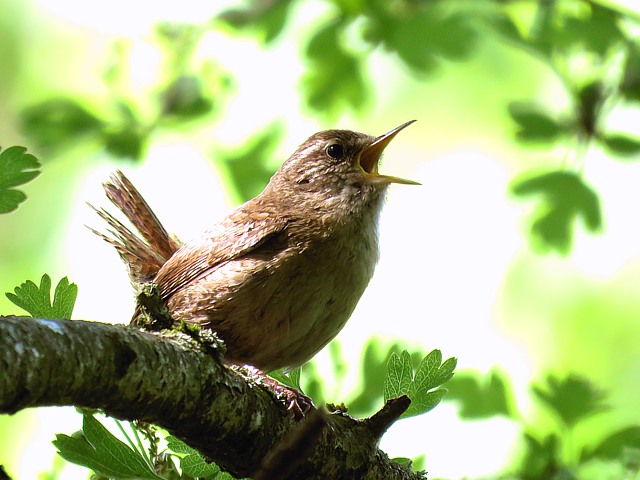 Troglodyte mignon, troglodytes troglodytes