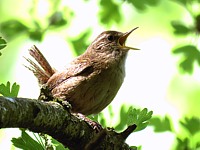 Troglodyte mignon, troglodytes troglodytes