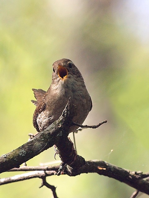 Troglodyte mignon - troglodytes troglodytes