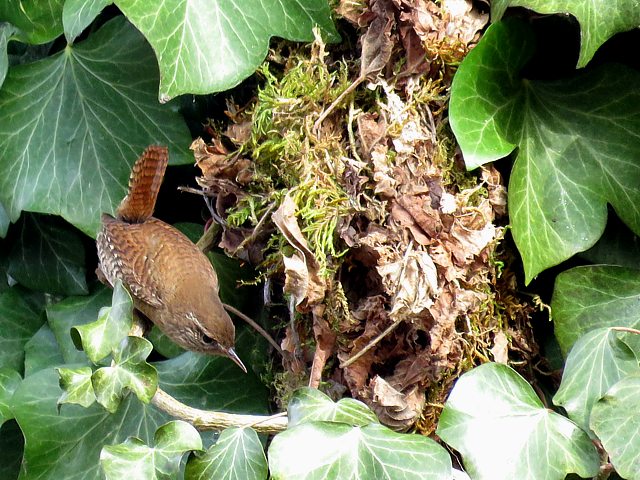 Nid de troglodyte mignon