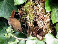 Nid de troglodyte mignon