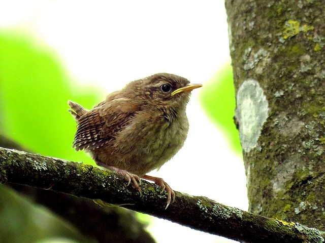 Jeune troglodyte mignon, troglodytes troglodytes