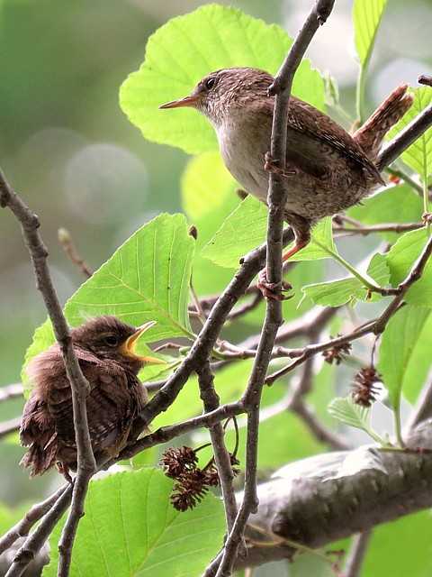 Troglodytes mignons, troglodytes troglodytes