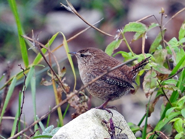 Troglodyte mignon, troglodytes troglodytes