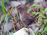 Petite boule de plumes