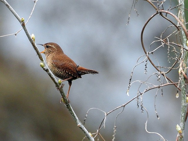 Troglodyte mignon sur une branche
