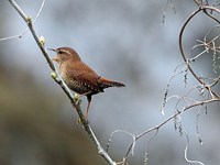 Troglodyte sur une branche