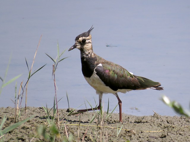 Jeune vanneau hupp, vanellus vanellus